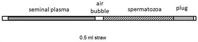 Spermatozoa Obtained From Alpaca vas deferens. Effects of Seminal Plasma Added at Post-thawing